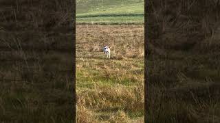 Brenda winged a pheasant and Stella finds it! #pheasanthunting #pointer #birddog #hunting #shorts