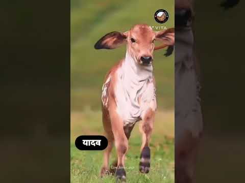 #bhojpuri #song #love #bhojpuri song #trending songs shorts videos #viral videos bhojpuri
