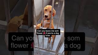 #dogs #usa #dogsofinstagram #dogstagram #rescuedogsrule #sausagedogs #rescuedogsofig