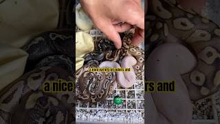 Hatching Baby Ball pythons! #molinarosnakelab #babysnakes #ballpython #royalpython #pythonbreeding
