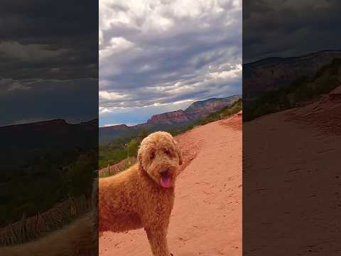 Fluffy Dog to Brighten Your Day! #happy #dog #viral #views #shortvideo