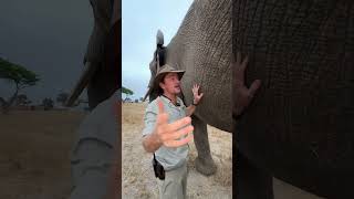 Elephants are known as a pachyderms – this means wrinkled skinned animals! 🐘🙌🏻