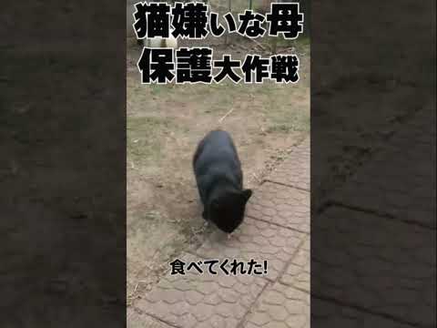 【保護猫】家族になろうよ。猫嫌いな母が野良猫を保護した  #shots  #保護猫 #cat