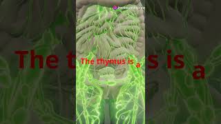 Understanding the Lymphatic System! The Body's Hidden Network #lymphaticsystem #immunesystem #health