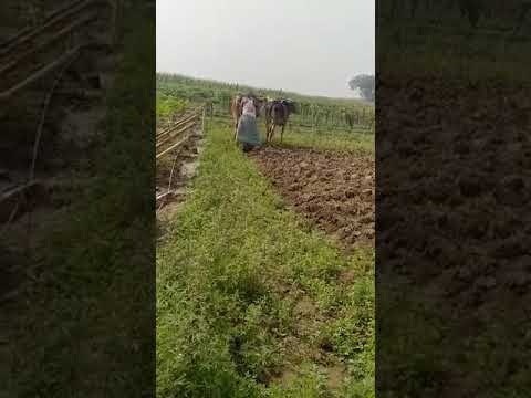 Plowing a land by indian bull