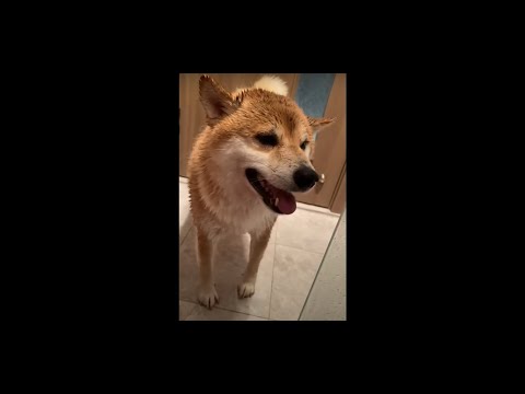 Quick helicopter flashback from Shiba Dog shaking himself dry 越戰PTSD