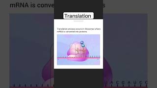 Translation Process|3D Structure| #viral #neet #class12th #translation #molecularbasisofinheritance