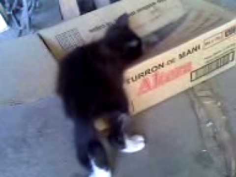 gato con sueño