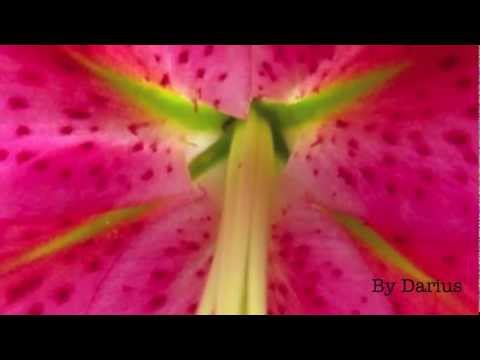 Hot pink