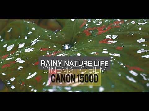 RAINY NATURE CINEMATIC FILM | CANON 1500D