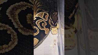 Their so cute 🥹 #hurricaneclown #pythonregius #royalpythons #ballpython #exotics #python #pets
