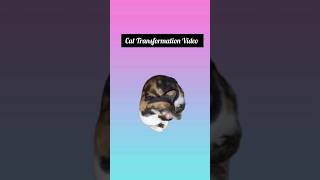 Cat Transformation 🐈‍⬛😸 #मांजरप्रेमी #catlover #calico #kalu #catcontent #cattransformation #meow