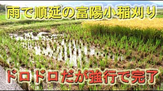 ドロドロの田んぼだったが富陽小の稲刈り出来て良かった・後半コシヒカリの品質良好です・2025