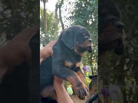 Rottweiler puppy 🐶❤️ #explore #dogs #trending #viralreels