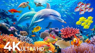Amazing 4K Ocean Adventure 🐳 Dive Deep and Marvel at Sea Animal in The Best 4K ULTRA HD Aquarium #64