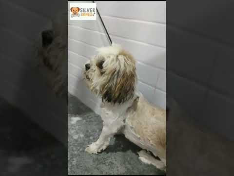 Silverbones #petgrooming #dog #petspa #petlovers #shihtzu #petcareservices