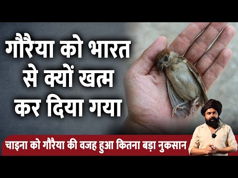 House Sparrow Birds | Why India's House Sparrow Was Exterminated
