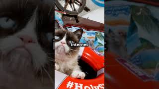 The Legendary Tale of Grumpy Cat!  (Tardar Sauce) 2024