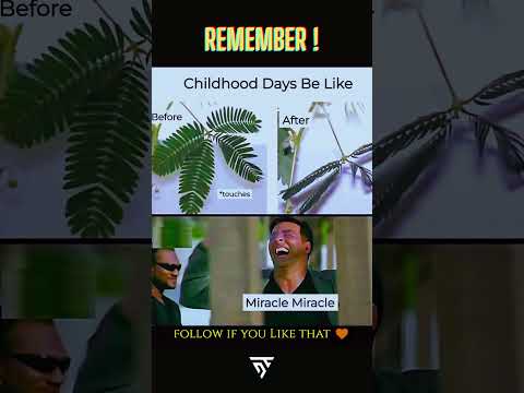 Childhood Was a Miracle! 🌿✨ Touch Me Not Plant Memories | #Shorts #FunnyRelatable