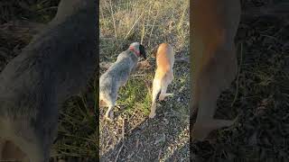 Dog walkies part 1 #puppy #adoreble #redbonecoonhound #rottweiler #blueheeler #greatpyrenees