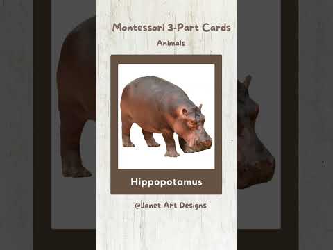 Animals Vocabulary Flashcards