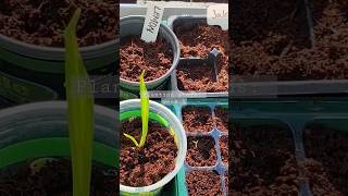 Planting seeds: week 1 update #gardeningmakesmehappy #gardening #gardentour
