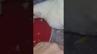 Chicken Thief!  #crazychicken #chickenthief #funnychickenvideos