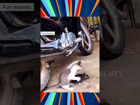 Animals Fun Videos - Tamil Comedy