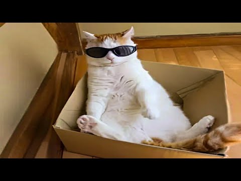 Laugh Untill You Cry These Hilarious Animals 😹💖