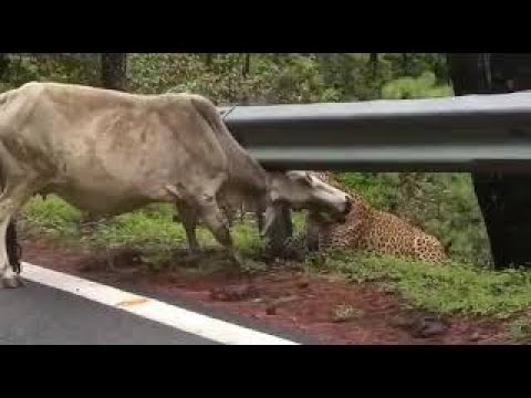 Leopard Attack Cow | Leopard Attack Viral Video #leopard #attack #cow #viral #video #india