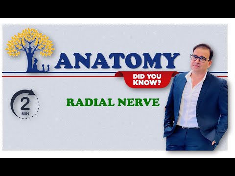 RADIAL NERVE_2 MINUTE REVISION SERIES