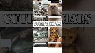 cute animals funny video trending shorts 🥰 #funnuanimals #cuteanimalsfunnyvideos #funnycomedyshort