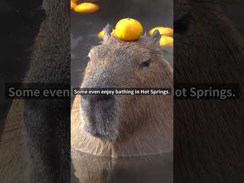 Cute and Funny Moments with 🥰 Capybara Compilation : 5 Interesting Facts about Capybara