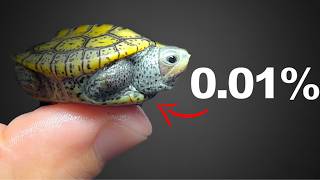 Raising These Baby Turtles Was (almost) Impossible