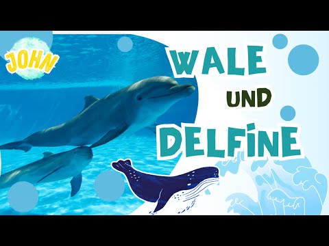 Wale und Delfine Die Riesen des Ozeans -  Einfach erklärt !
