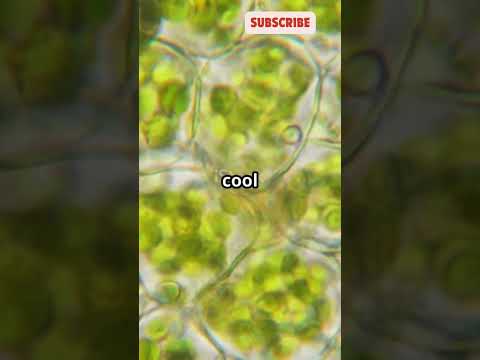 Why do plants have green leaves? #Plants #Chlorophyll #Photosynthesis #shortsvideo