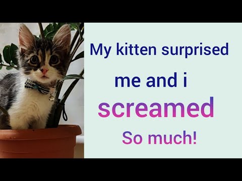 Kitten surprised me and made me scream so much #funnykitten #funnycat #surprise #scream