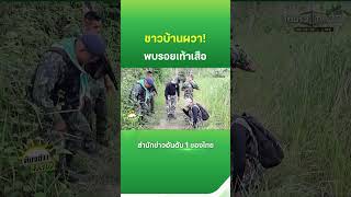 Tiger footprints found, estimated to weigh over 200 kilograms | Thairath News