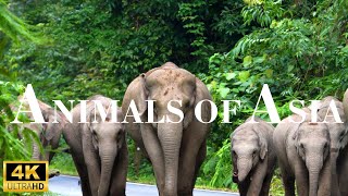 Animals of Asia in 4K: A Fascinating Journey Through Asia's Wildlife