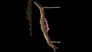 Blender abstract flower growth render #cactus #fruit #gardening #render #plants #blenderrender3d