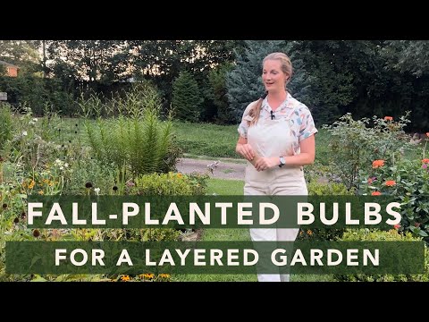 Fall-Planted Bulbs for Layered Gardens | 2024 Edition