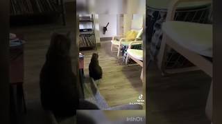 Cat vs Wall: The Ultimate Laser Chase Fail!!