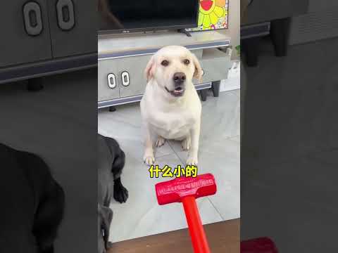 Yoo You are more dogs than us two!