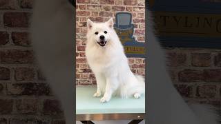 Doggy Daily Episode 313: Percy the Japanese Spitz 🐾 #japanesespitz #doggrooming