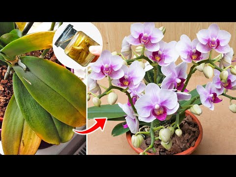 Miracle medicine helps yellow orchid leaves become green and flowers bloom brilliantly