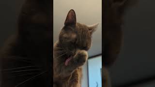common cat mistakes #understandingcats #cat #catproblems #catslogic #pets #kitters #kitten #cutecats