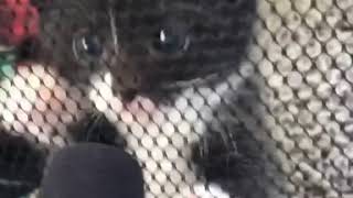 Girl interviews kitten with tiny mic and he responds.
