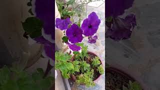 Flower manure Best Flower Fertilizer fertilizer #daliyroutine