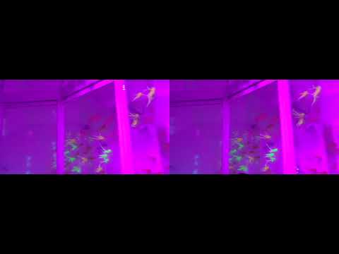 Stereoscopic - MEOW WOLF Denver - 5