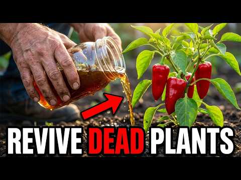Even Dead Plants Come Back to Life! 10 Natural Fertilizers That Work Instantly